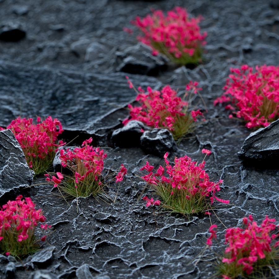 Pink Flowers